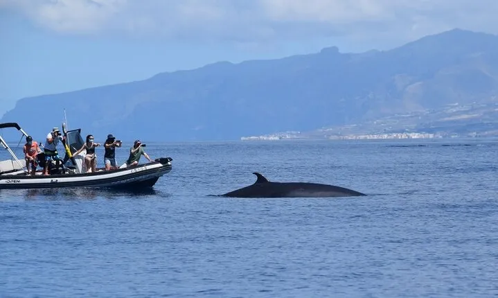 Bonadea II Ecological Whale Watching, 2 hours