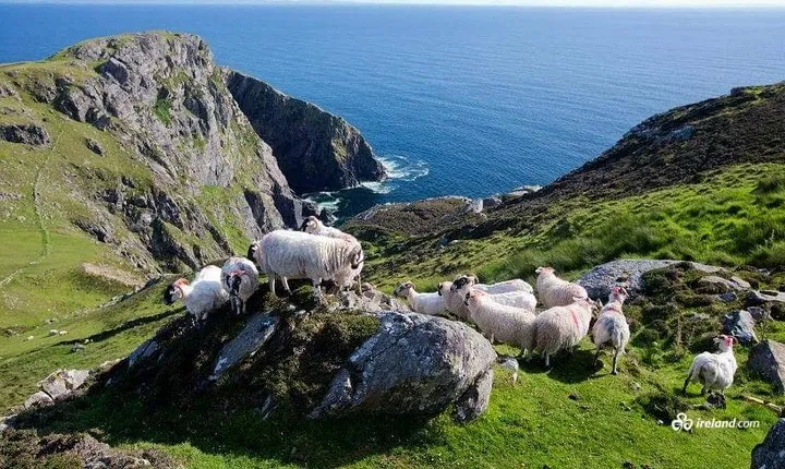 Ring of Kerry & Skellig Ring Private Day Tour