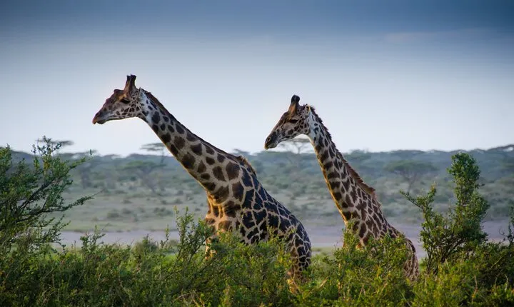 Lake Manyara National Park Full-Day Tour from Arusha
