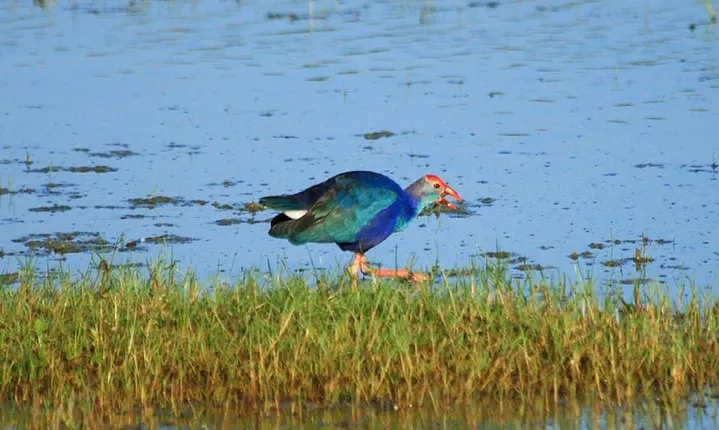One Day Safari Tour to Bundala National Park from Colombo