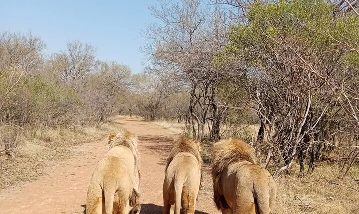 Guided Walking with Lions Bush-walk Tour