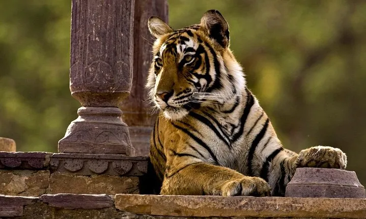 One Way Tour From Agra To Jaipur With Ranthambore Tiger Safari 