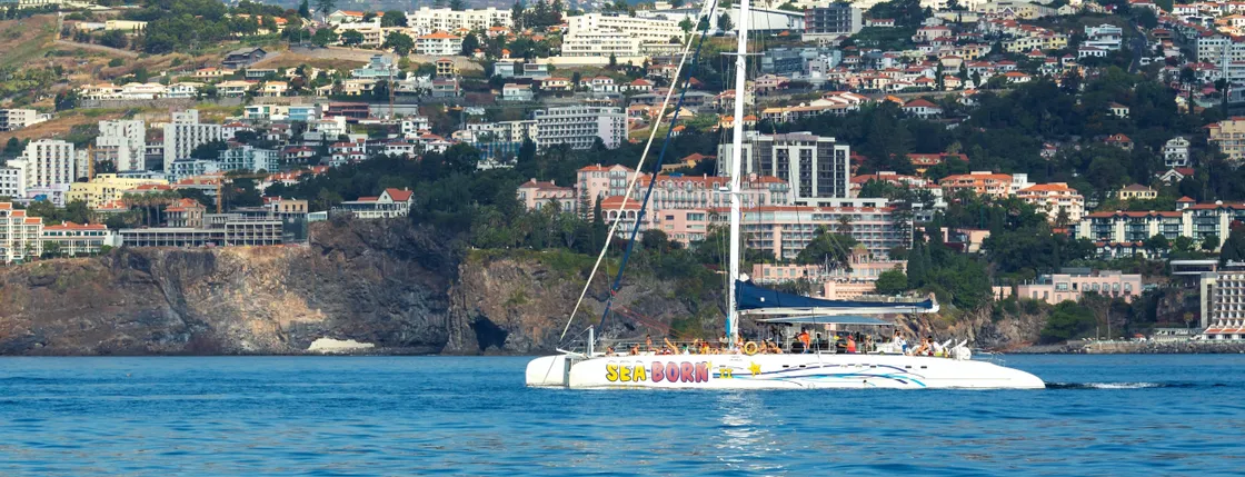 Madeira wine tasting and dolphin watching tour
