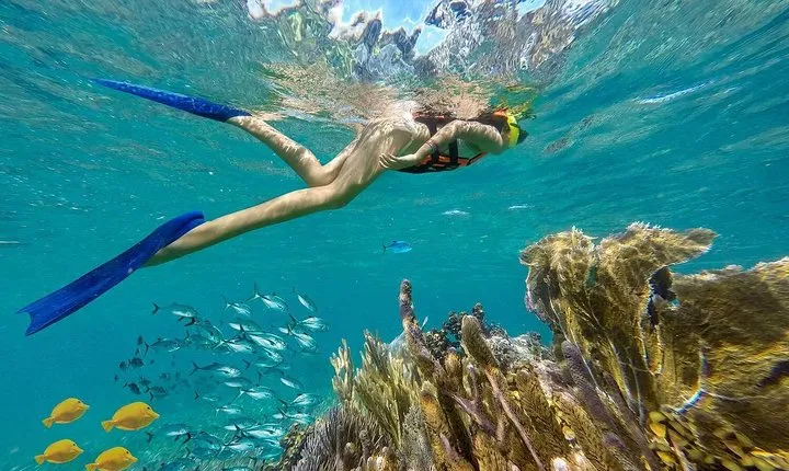 Puerto Morelos Reef Snorkeling Tour with Lunch & Hotel Pickup