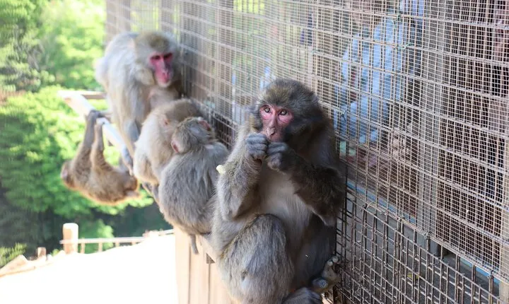 Kyoto Early Bird Tour: Fushimi Inari, Arashiyama Bamboo & Monkeys