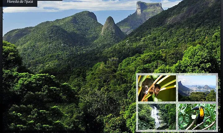 Tijuca's National Park - Eco Hiking Tour