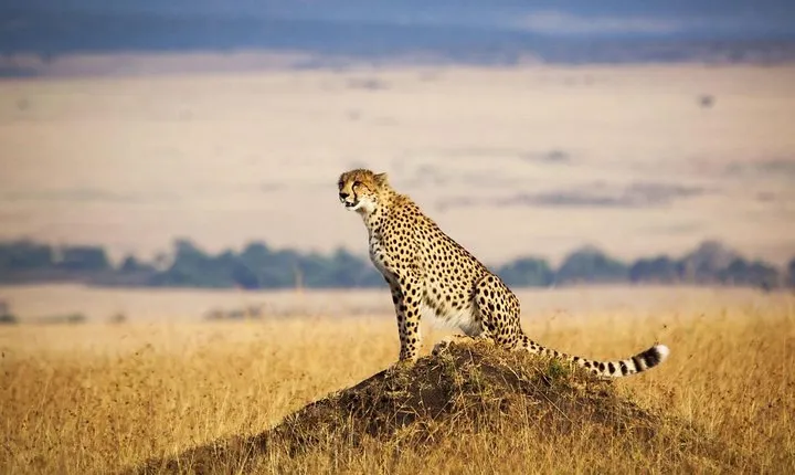 4 Days 3 Nights Serengeti National Park Tanzania Safari