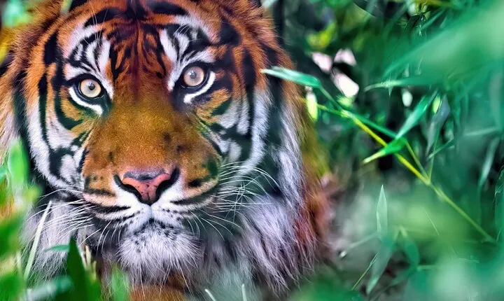 8 Day Delhi Agra Ranthambore Udaipur Jaipur Delhi Tour