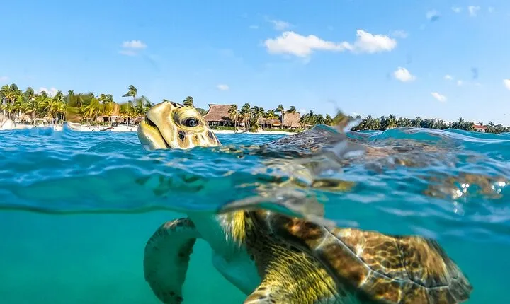 Private Turtles & Cenotes Adventure