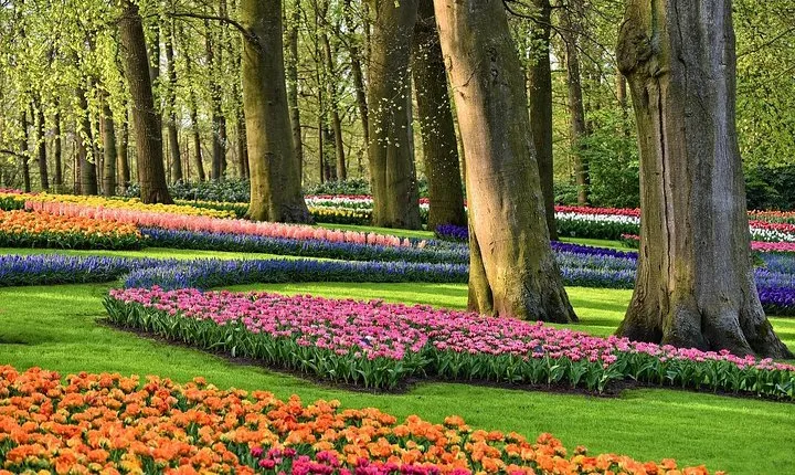Transfer from Amsterdam to Keukenhof Gardens Tulip from Amsterdam