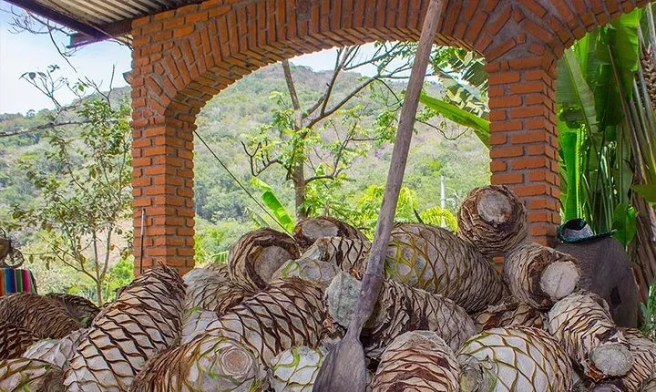 City and Tequila Tour in Puerto Vallarta