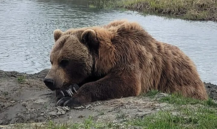 VIP Tour from Anchorage to Alaska Wildlife Conservation Center