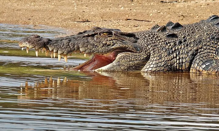 Daintree River Cruise