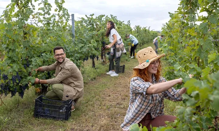 Grape Stomping With Lunch And Wine Tasting In The Vineyards