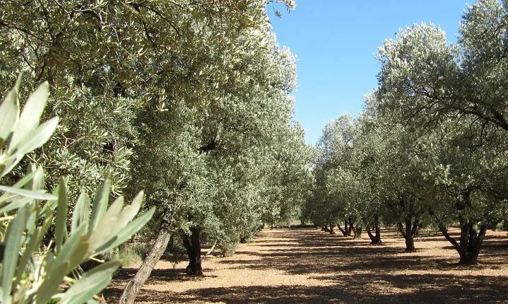 Olive Oil Tour and Visit to Belchite Old Town