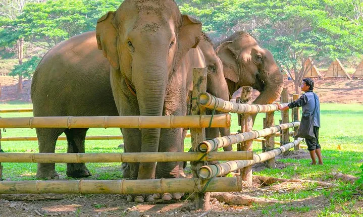 Chiang Mai Elephant Sanctuary and Sticky Waterfall Day Tour
