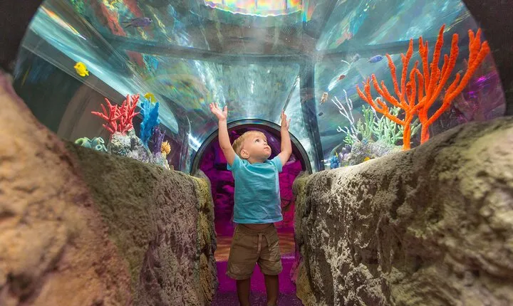 Sea Life Charlotte Concord Aquarium Admission Ticket