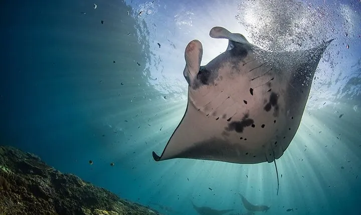 Full Day Nusa Penida Snorkeling Tour to Explore 4 Top Spots