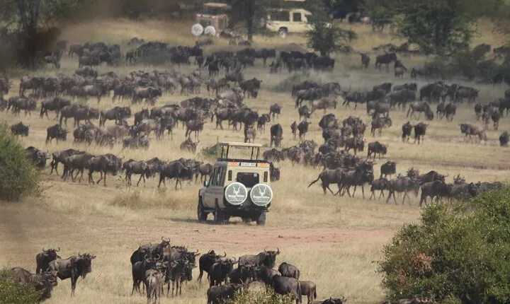 7 Days Journey of the Wildebeest – Luxury Holidays Serengeti 