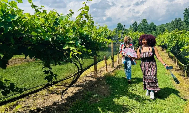 Elijay Three Vineyards Private Wine Tasting Tour from Atlanta