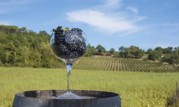 Exclusive Tuscan Pinot Noir, Land of Medici Family