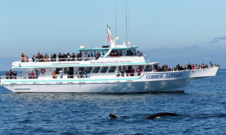 Monterey Bay Whale Watching