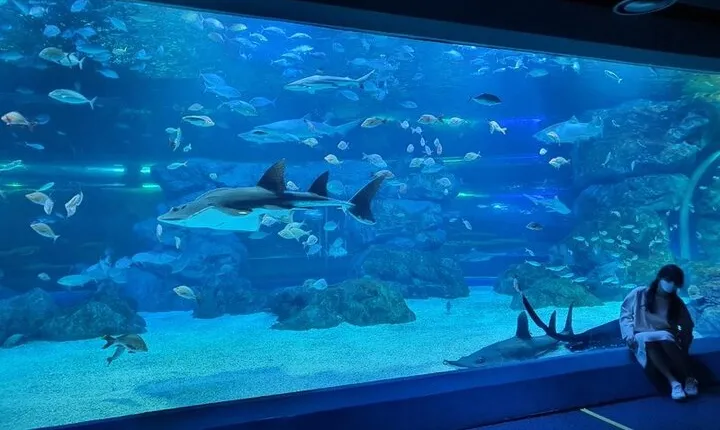 Discounted Entry Ticket for Gwanggyo Aqua Planet (내국인 불가)