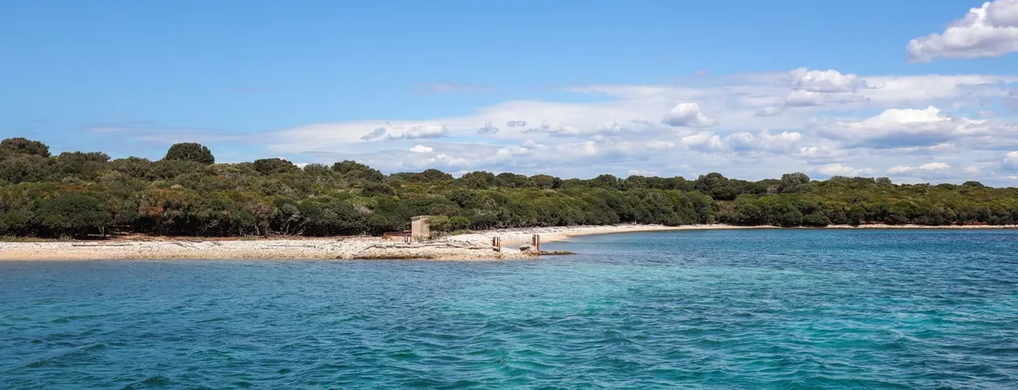 Brijuni National Park swimming and dolphin watching cruise