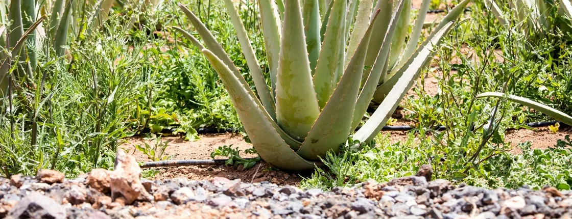 Eastern Majorca Tour with Arta Caves and Aloe Plantation