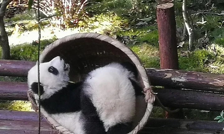 3 Days Chengdu Panda base and Leshan Buddha Visit with Cooking Class