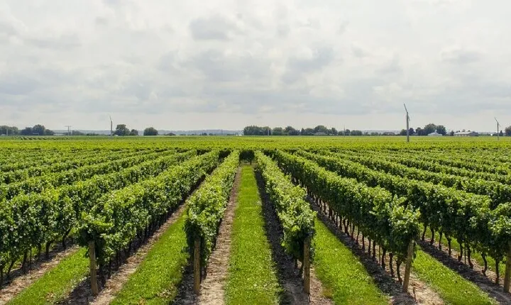 Wine Tour in-Bodbe-Sighnaghi-Kindzmarauli-Gremi-Telavi-Gombori