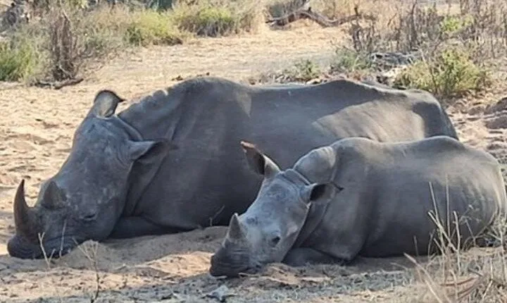 Rhino walking Safari