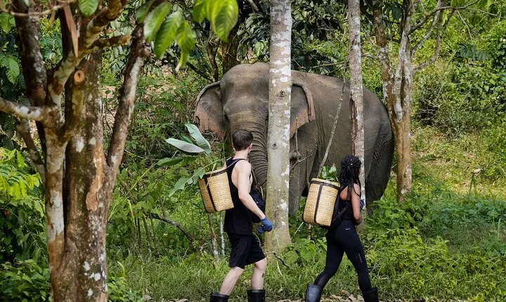 Full-Day Phuket Elephant Sanctuary Tour with Lunch and Dinner