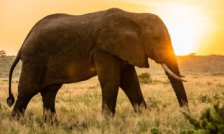 5 Days Safari Tour in Arusha