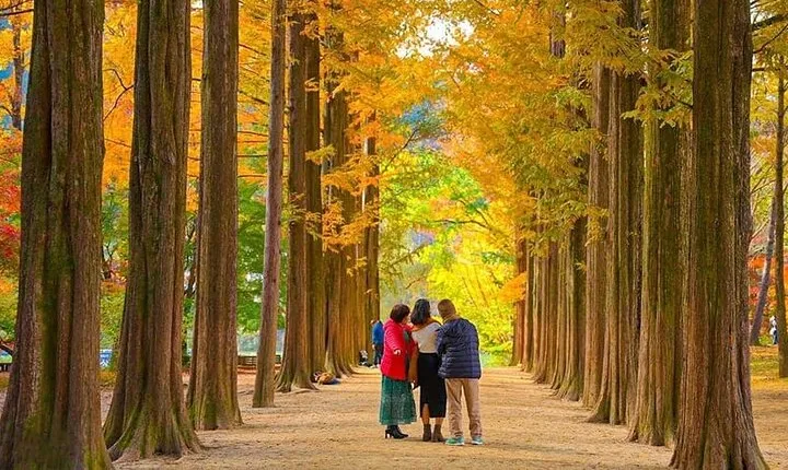 [Private Tour] Nami Island+Morning calm Garden+Petite France