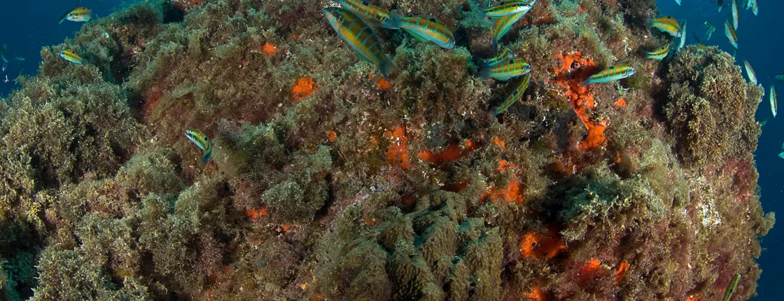 Native Dive Experienced