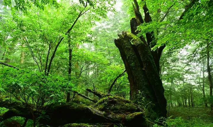 Fuji Forest Hiking 4 hr Tour with a Nature Guide with Transfer