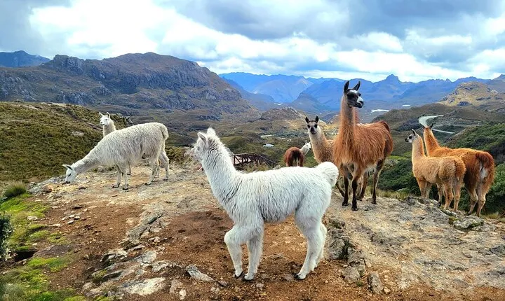 Cuenca to Guayaquil one-way tour with Cajas Park and a Cacao Farm visit