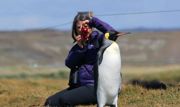 King Penguin and Tierra del Fuego Full Day Tour