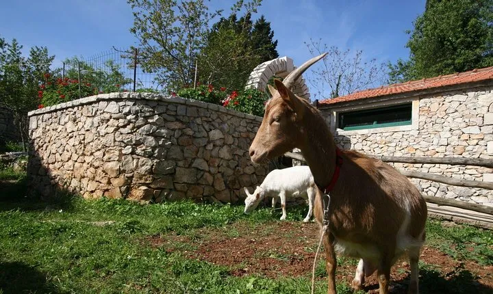 Korcula Island Mountain E Bike Private tour with lunch