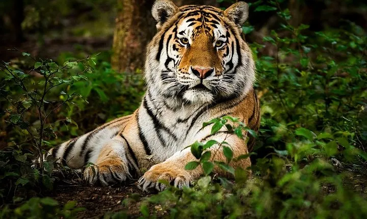 5 Nights 6 Days Private Golden Triangle Tour with Ranthambore