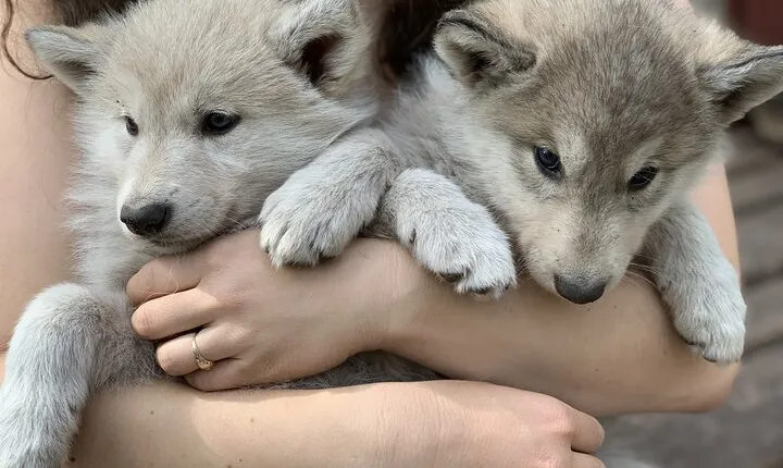 The Cuddly Wolf - Private Tour