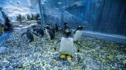 Dubai Aquarium and Underwater Zoo Regular Pass
