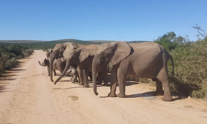 Full day big 5 addo Safari