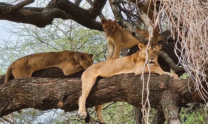 From Arusha: Guided 1 Day Trip to Tarangire National Park