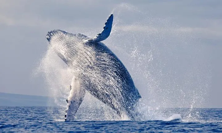 Snorkeling tour and whales watching - Machalilla National Park