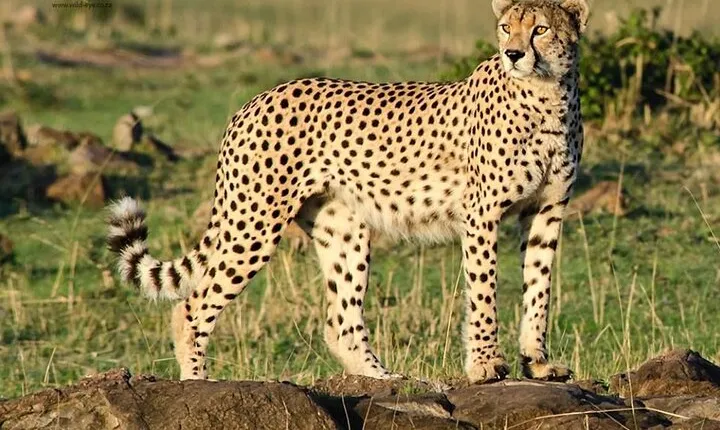Half Day Tour in Ann Van Dyk Cheetah Centre from Pretoria