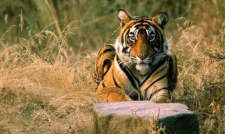 08 Days Golden Triangle Tour with Ranthambore and Jhalana Safari