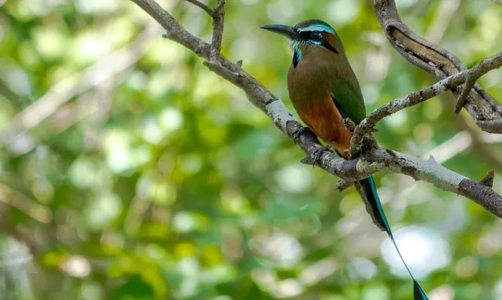 Bird Watching in Sian Ka´an Muyil