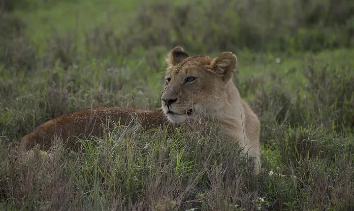 9-Day Enchanting Tanzania Safari -High End All Inclusive